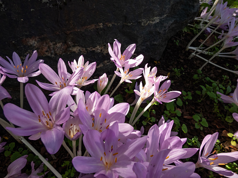 Group of purple autumn crocuses (Colchicum autumnale) growing in a park in bright sunlight in autumn
