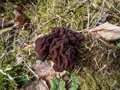 Close-up shot of the fruiting body or mushroom of the False Morel or Turban Fungus (gyromitra esculenta) with irregular brain shaped dark brown cap growing in the forest