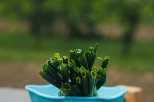Close up of scallions in a bowl in an outdoor kitchen.
