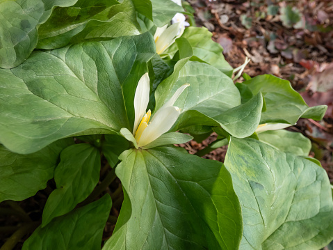Giant Trillium or Great Western Wake Robin (Trillium albidum or parviflorum) flowering with elfin, pure white flowers in the garden in spring