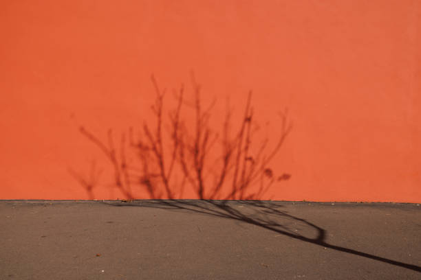 Part of a textured orange concrete wall with a tree's shadow.