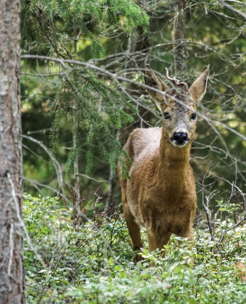 istock Portrait of deer standing amidst plants in forest 1496629507