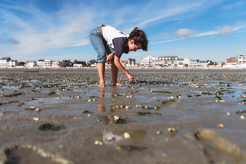 girl standing in low tide sea water and picking up mussels in Le Crotoy, Haute France