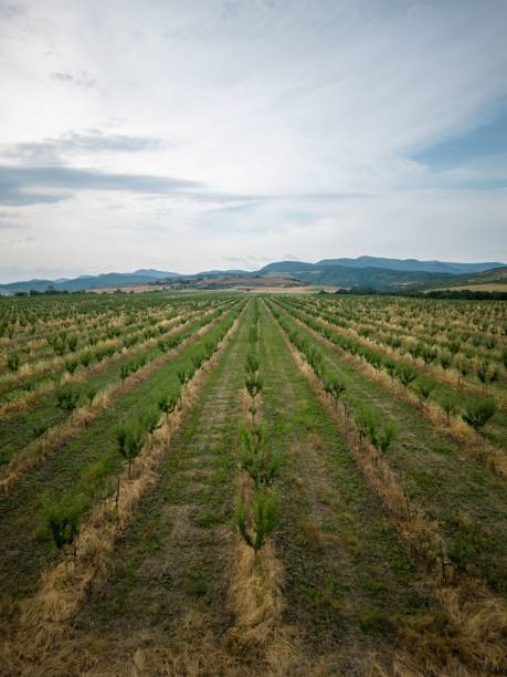 istock rows of trees in an apple orchard on a bright sunny day 1496630609