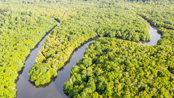 istock aerial view of mangrove forest 1496631053