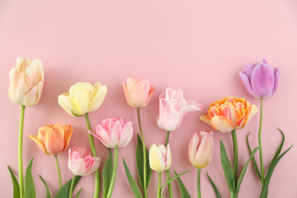 Tulip background stock photo