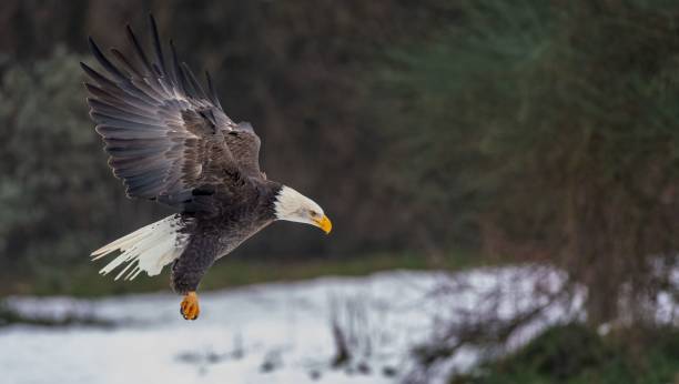istock Majestic bald eagle gracefully landing in a pristine and snow-covered forest 1496632178