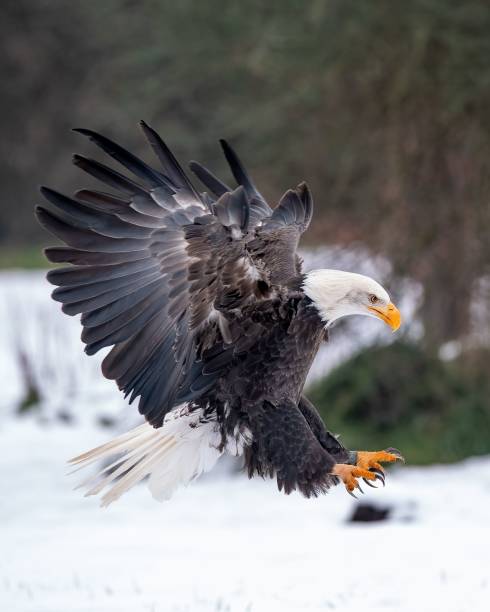 istock Majestic bald eagle gracefully landing in a pristine and snow-covered forest 1496632183