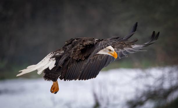 istock Majestic bald eagle gracefully landing in a pristine and snow-covered forest 1496632184