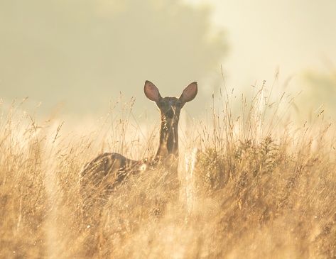 A close up of a deer stands in a field of tall golden-brown grass, gazing directly into the camera