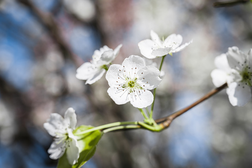 White flowers