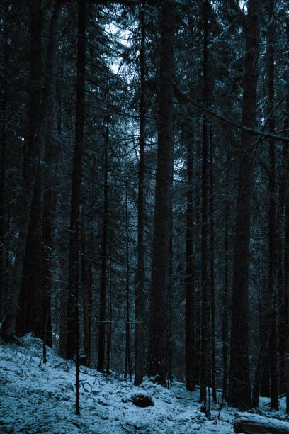 istock Scenic winter landscape with a snow-covered forest 1496638128