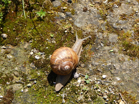 Garden snail on the mossy rock.  Gastropoda
