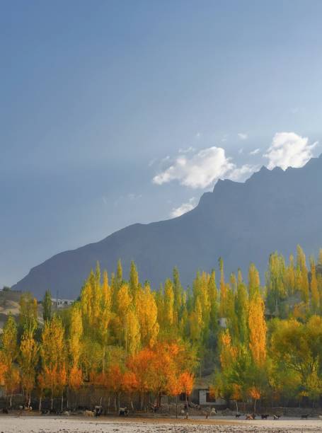 istock Scenic view of trees by mountains against sky 1496639104