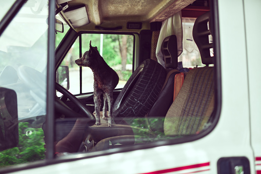 Dog Sitting On Front Seat In RV Camper
