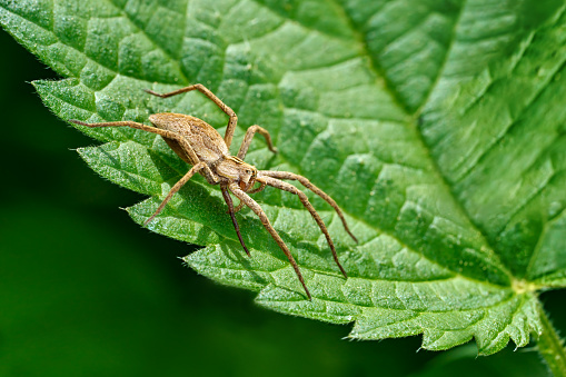 Nursery web spider (Pisaura mirabilis) with a regenerated recently regrown leg on a green leaf - Baden-Württemberg, Germany