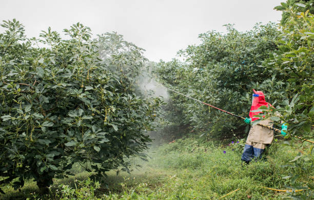 istock Farmer in protective suit and mask walking through avocado crop with a pollinator machine on his back and spraying trees with pesticides. 1496641534
