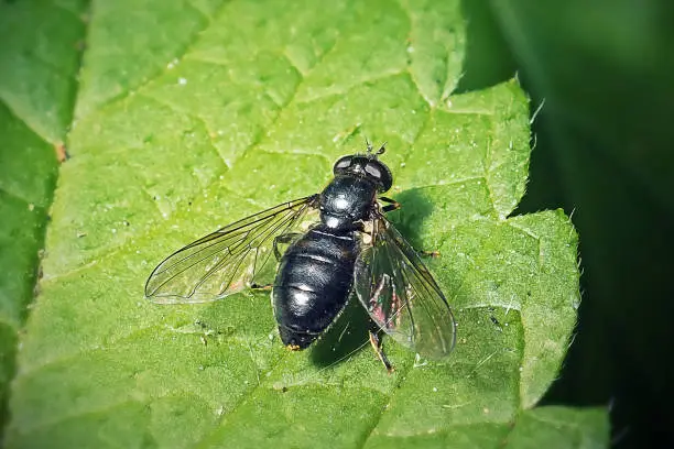 Syrphidae sp. Black Hoverfly Insect. Digitally Enhanced Photograph.