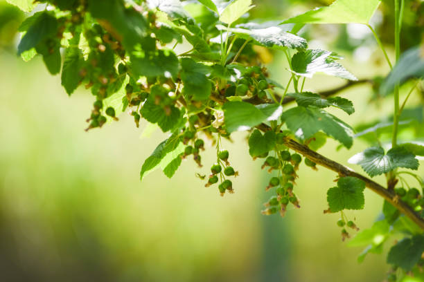 istock Currants blooming in the spring in the garden. 1496641771