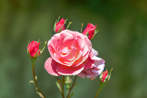 Blooming pink rose flower in a garden