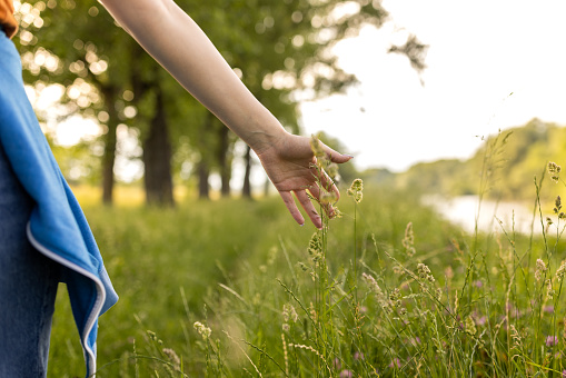 Grass seeds in the hand