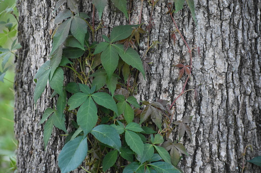 Poison Ivy, Toxicodendron radicans, growing on the trunk of an Oak Tree
