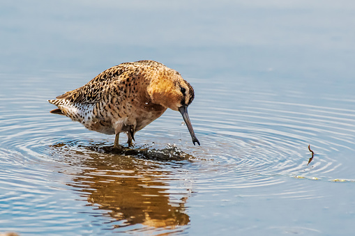 Dowitcher wading in water