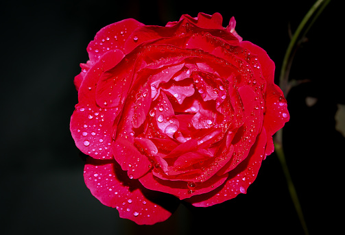 Raindrop on the beautiful red rose isolated on black background.