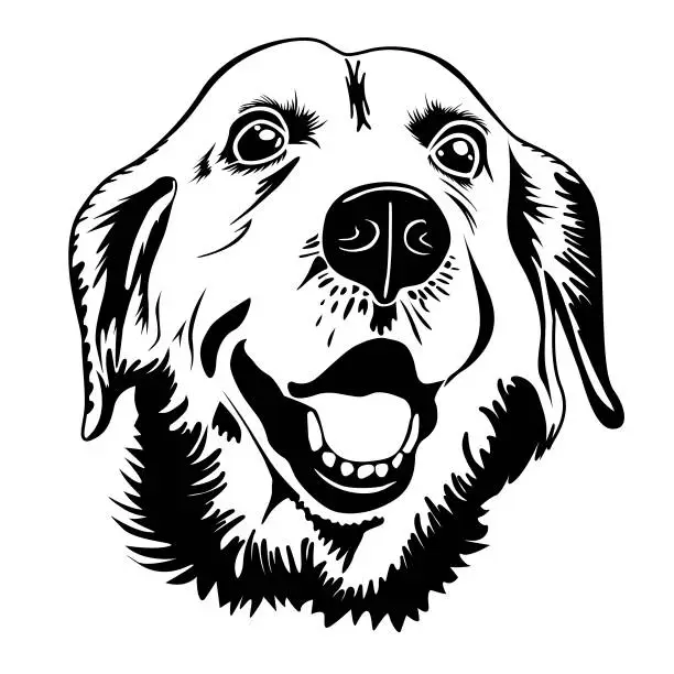 Vector illustration of Golden Retriever Dog Breed. Black and White Vector Illustration of Head of Labrador