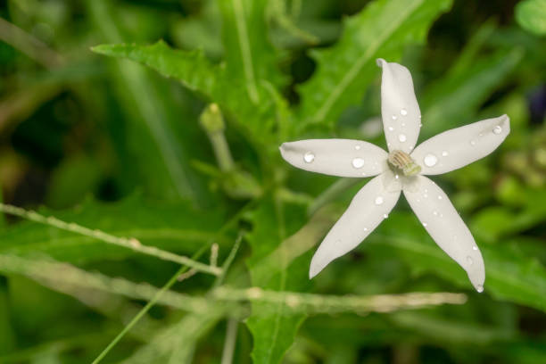 istock Isotoma longiflora, commonly called Ki Tolod in Indonesia. 1496647115