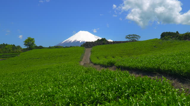 Green Tea Plantations and Mt.Fuji  / Imamiya, Shizuoka