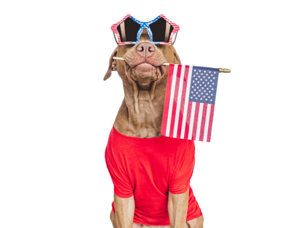 istock Cute brown puppy and sunglasses with American Flag pattern 1496648982
