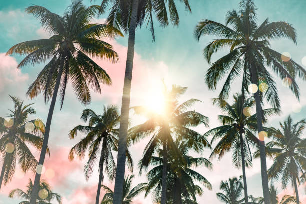 istock Tropical palm coconut trees on sunset sky flare and bokeh nature background. 1496652100