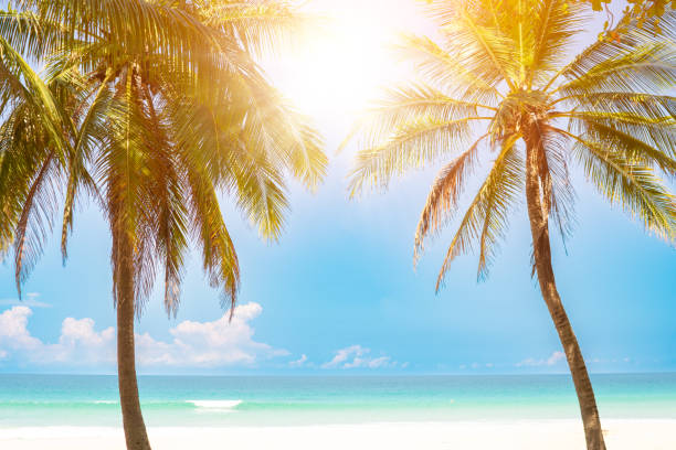 istock Tropical beach and coconut palm tree with blue sky background. 1496652188