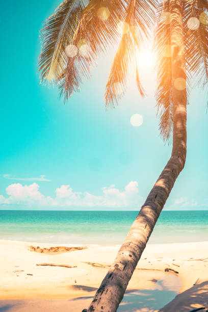 istock Tropical beach and coconut palm tree with blue sky background. 1496652189