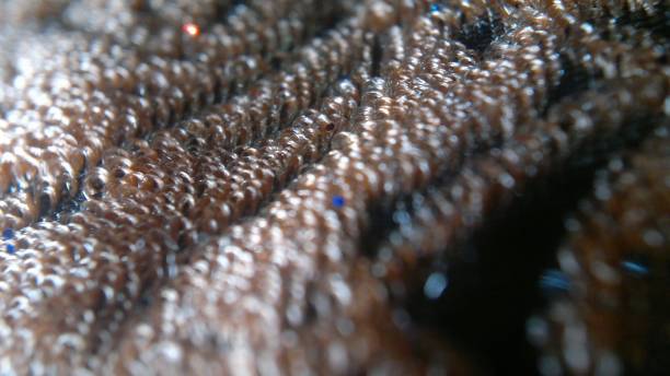 istock Detailed Focus: Macro Shot Full of Potential 1496652338