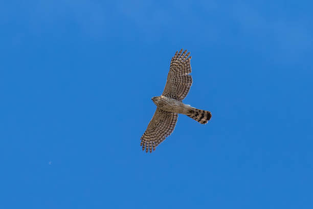 A juvenile Cooper's Hawk soaring underneath the blue sky