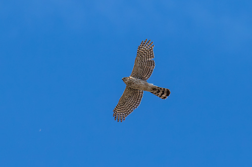 A juvenile Cooper's Hawk Accipiter cooperii soaring underneath the blue sky