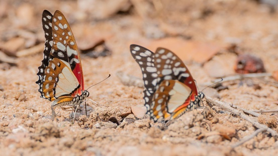 Two vibrant butterflies gracefully venture through a backdrop of vibrant green foliage and sun-kissed earth