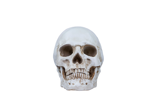 Artificial human skull model isolated on white background with clipping path