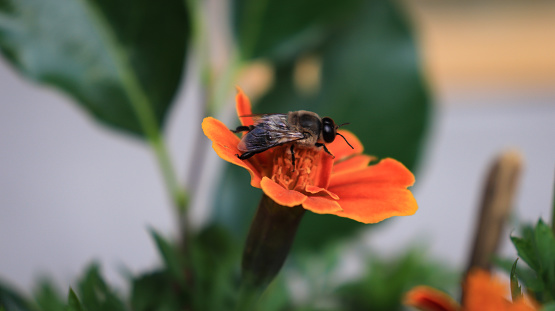 Bee on the flower. Mutualism between honeybee and flower. Bee on yellow flower