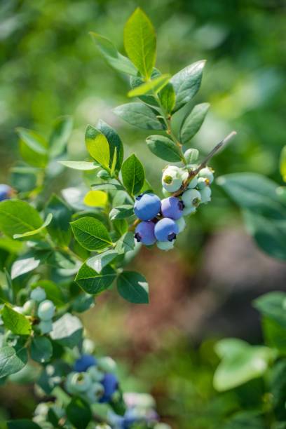 istock Vibrant green field featuring a bush full of blueberries 1496657477
