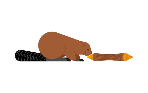 illustrations, cliparts, dessins animés et icônes de castor et arbre. rongeur des marais et barrage - beaver canada north america rodent