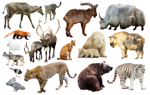 Set of various asian isolated wild animals including birds, mammals, reptiles and insects