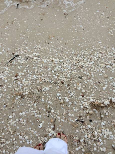 istock Beach with a variety of shells scattered around. 1496659739