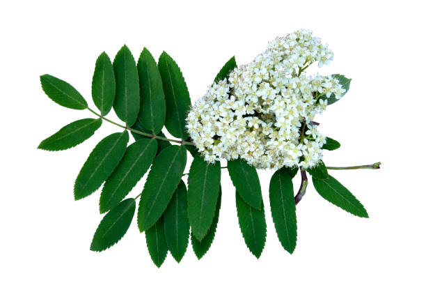 istock Beautiful branch of blossoming rowan in spring isolated on white background. 1496659809