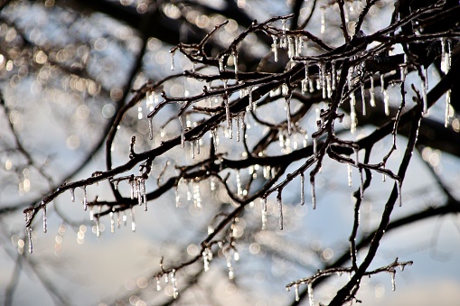 An isolated shot of a winter tree branch with a coating of frost and long icicles hanging from it in Nebraska