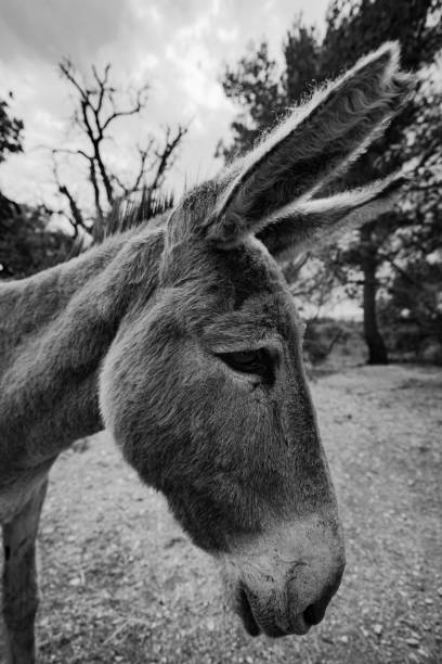 istock the donkey is looking forward while standing in the gravel area 1496662514