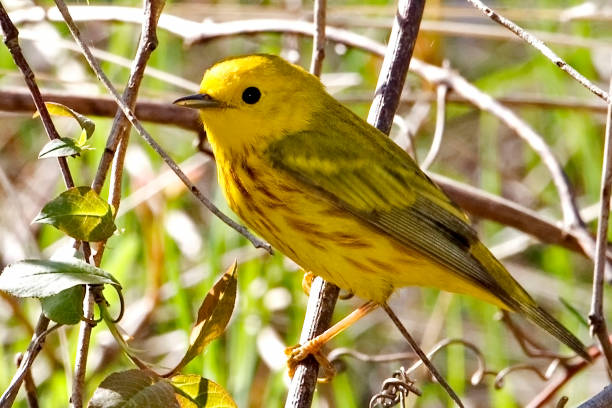 istock Yellow Warbler, Setophaga petechia, close up view 1496662880