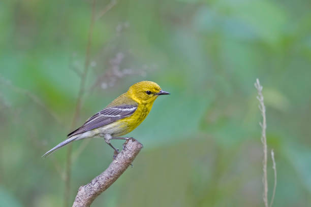 istock Pine Warbler, Setophaga pinus, perched on a small branch 1496662950